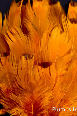 Faisan de Colchide - blanchi - 5-11 cm - or aztèque